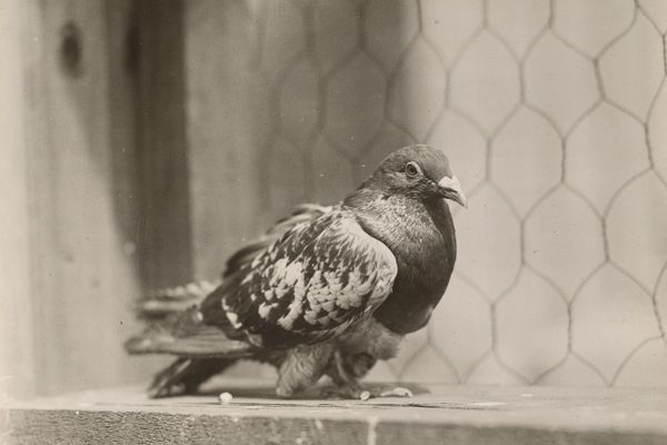 Cher Ami, a black checker pigeon, earned his fame carrying messages for the American military during World War I. The pigeons recruited by the CIA during the Cold War were trained to undertake more clandestine tasks.