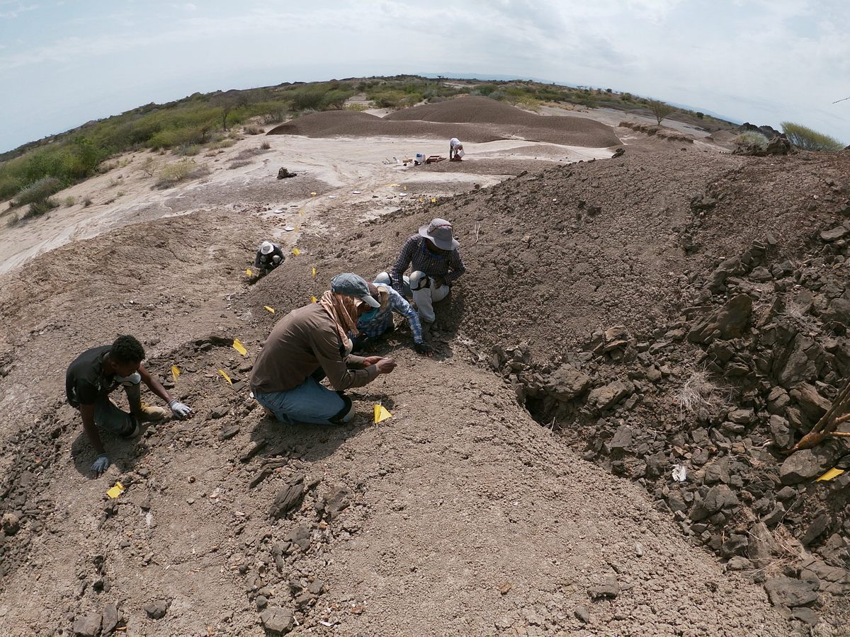 The first fossil expedition to the Lower Omo Valley was in the 1930s. Since 1967 it has been the site of almost continuous scientific digs. 