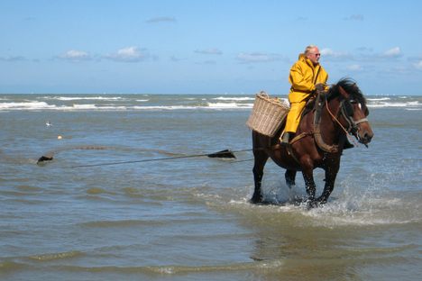 Every half hour, the fisherman and horse return to the shore to rest and sort through the catch.