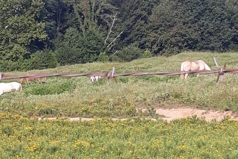 Shelby Farms Park