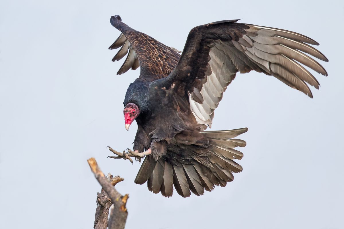 Vomiting turkey vultures were likely the culprits.