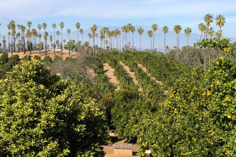 California Citrus State Historic Park