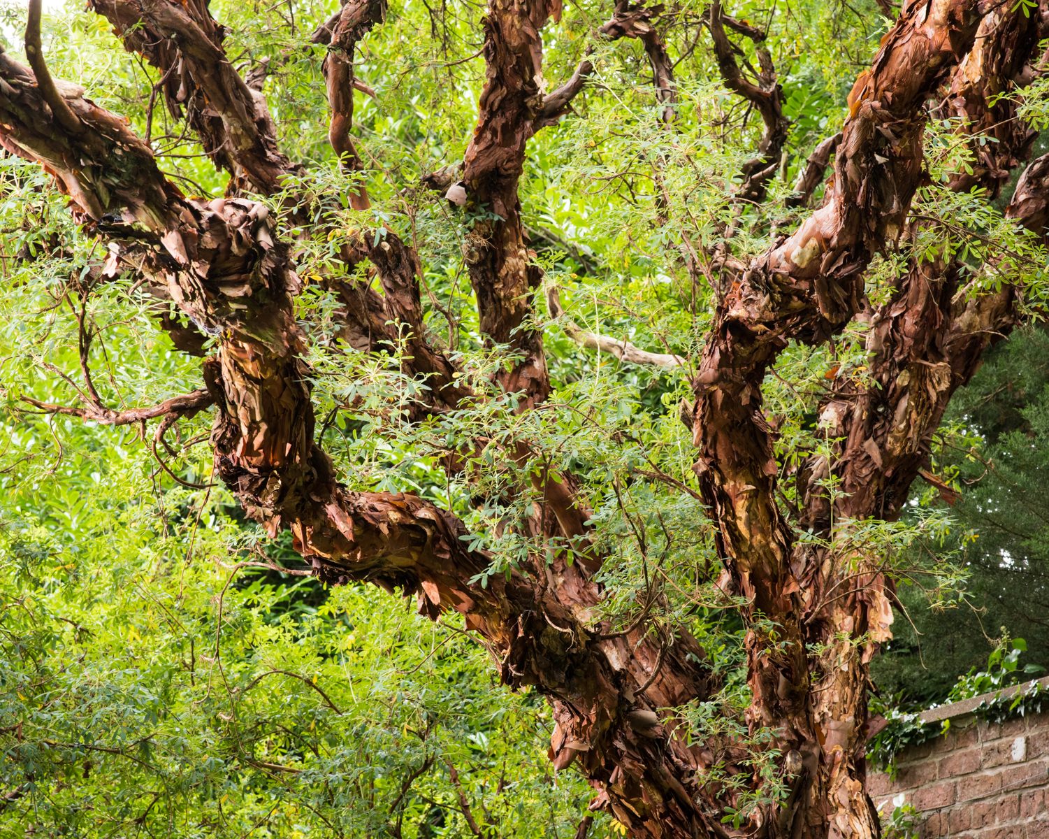 The "Filo Pastry Tree," which got its name from its flaky bark, is the largest of its kind in the UK and is also up for Scotland's Tree of the Year award.