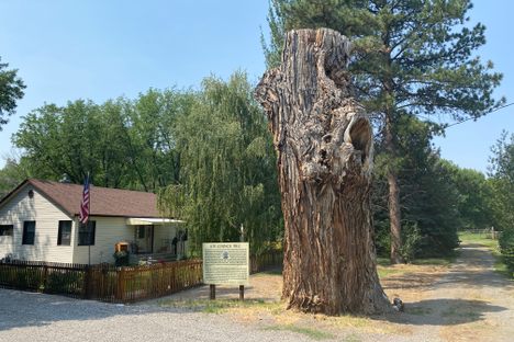 Ute Council Tree