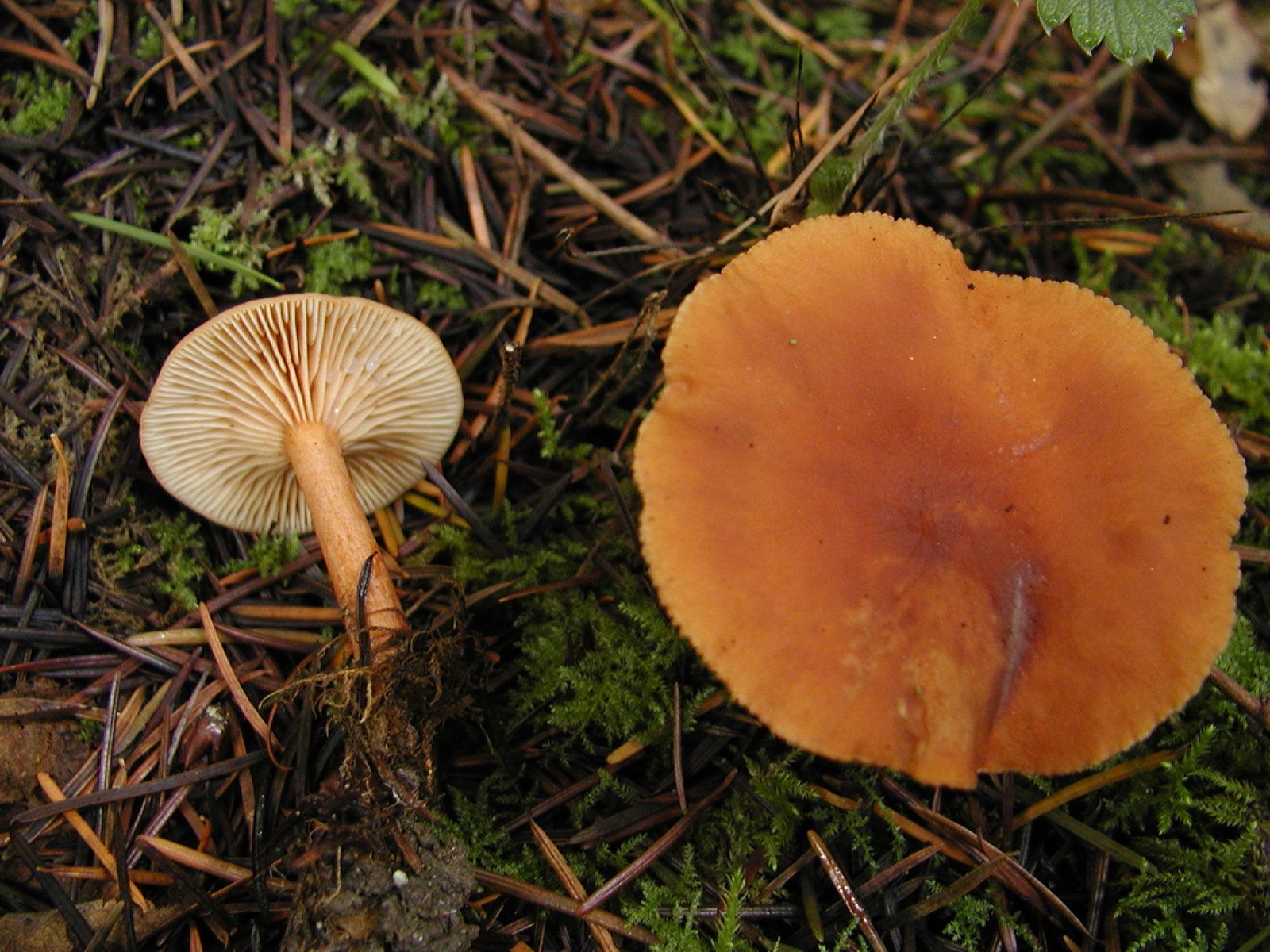 Lactarius rubidus tastes like maple syrup, which makes it easy to identify.
