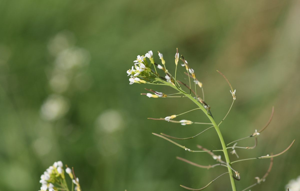 <em>Arabidopsis thaliana</em>, or thale cress.