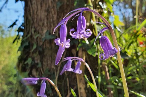 Wild bluebells, native to the area, are thriving once more on Eoghan Daltun's land on Ireland's Beara Peninsula.