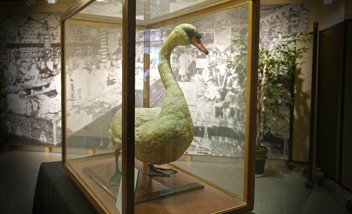 The "tyrant of Lake Lucerne" is now a taxidermied attraction—sometimes on display at the Orange County Regional History Center—and his descendants occupy the city's lakes. 