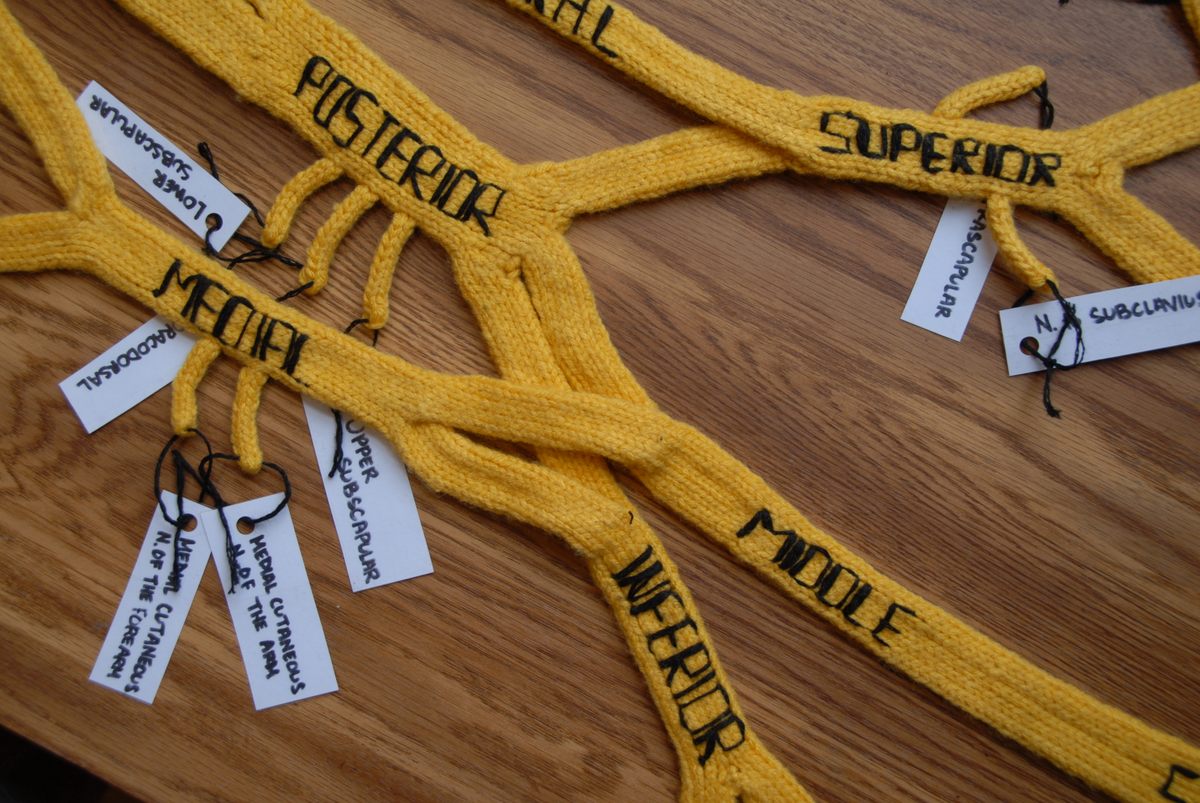 Lam labeled the components of the brachial plexus to make the structure a little easier to follow.