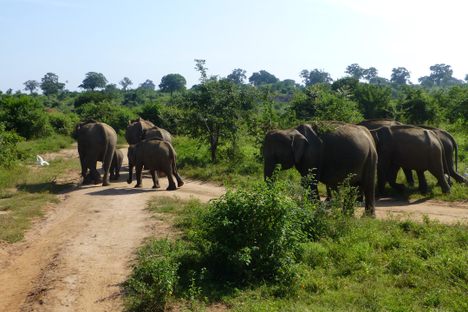 Elephants within the park.