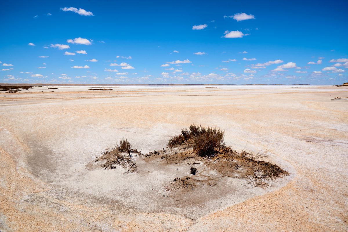 Salt-tolerant plants are among the few larger organisms able to survive around Lake Tyrrell.