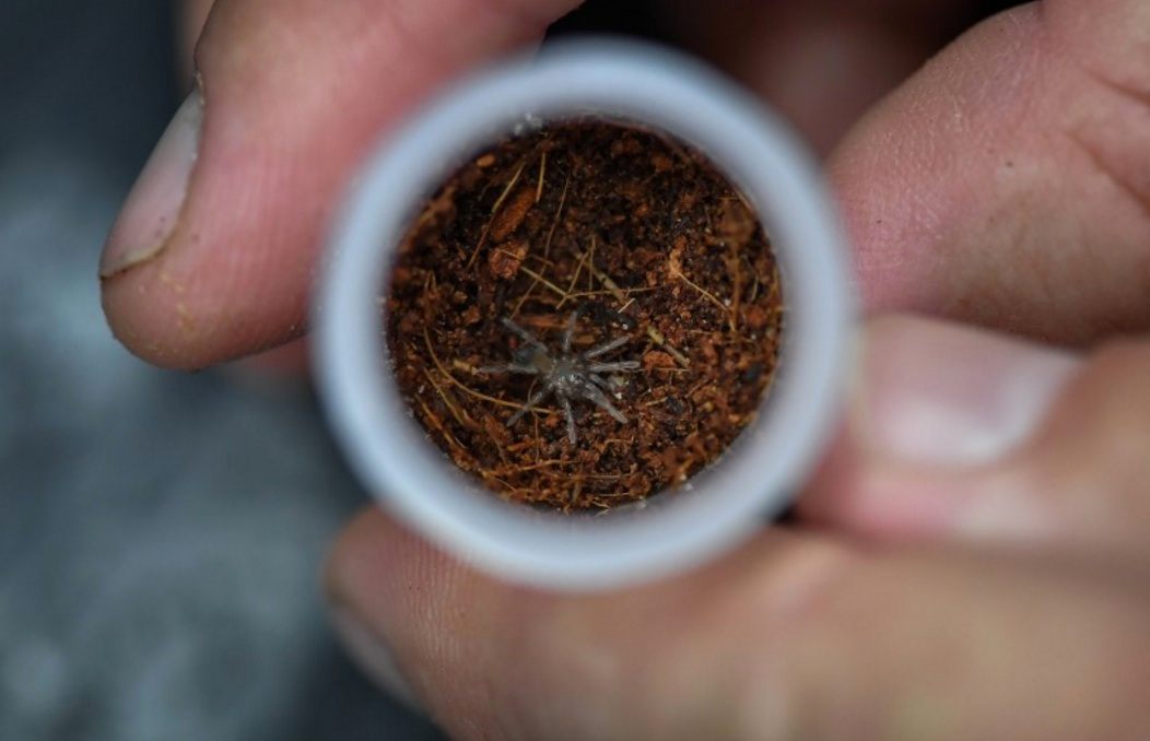 A brand new baby Montserrat tarantula, safe in its zoo condo.