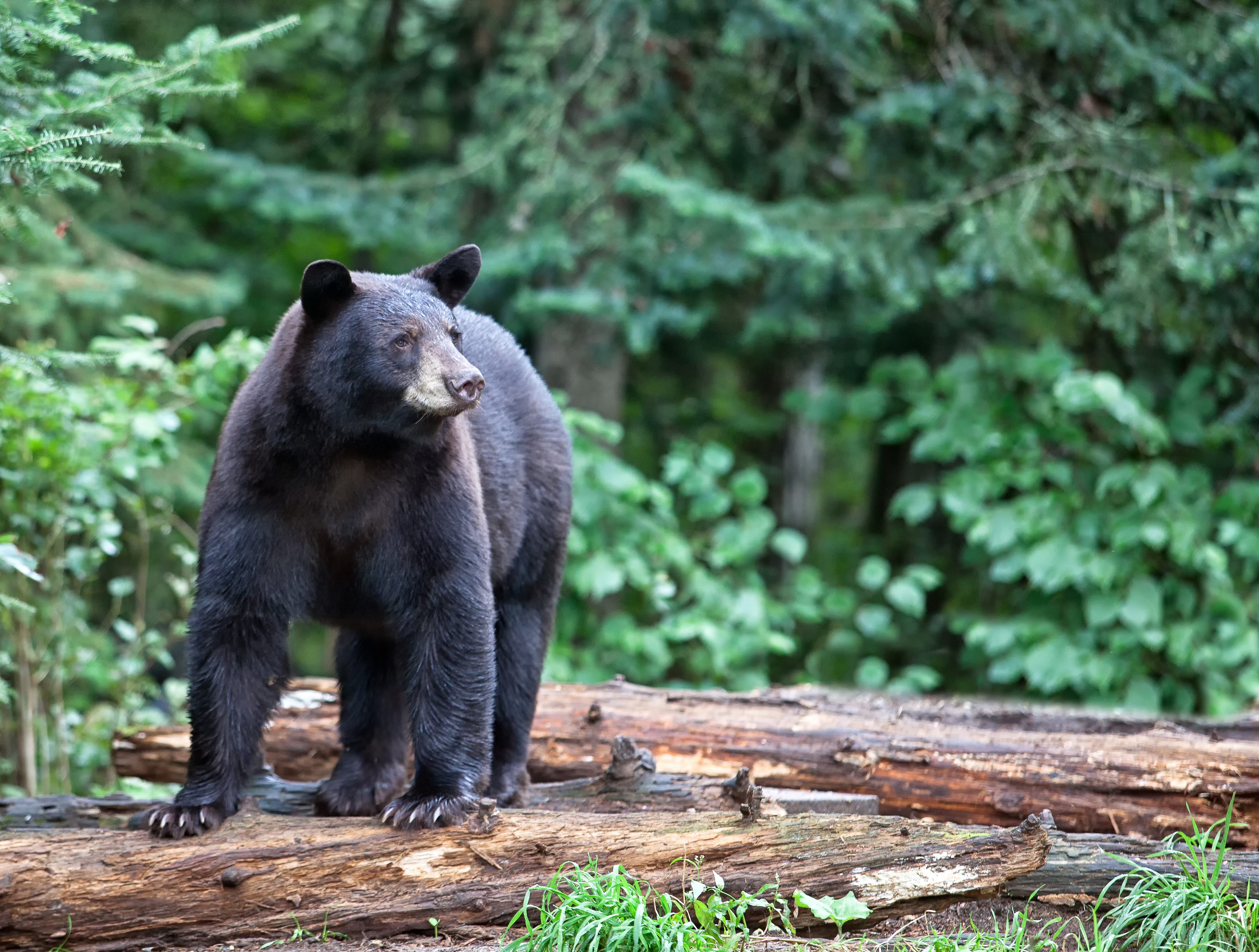Медведь барибал умеет лазить по деревьям. Американский медведь Барибал. Барибал Северной Америки. Чёрный медведь из Северной Америки. Американский черный медведь Барибал.