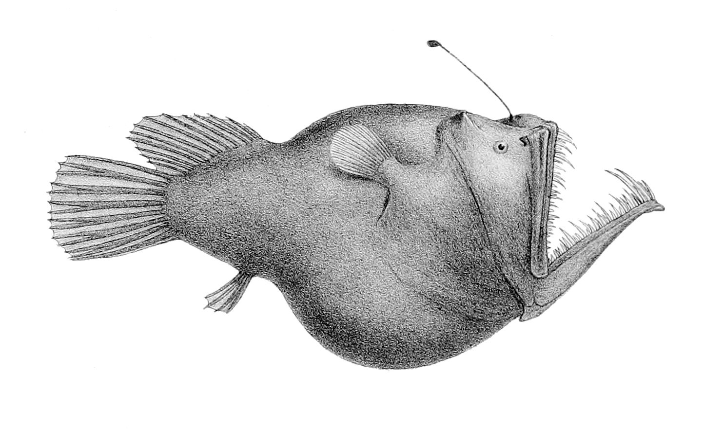 Will There Ever Be an Anglerfish Emoji? - Atlas Obscura