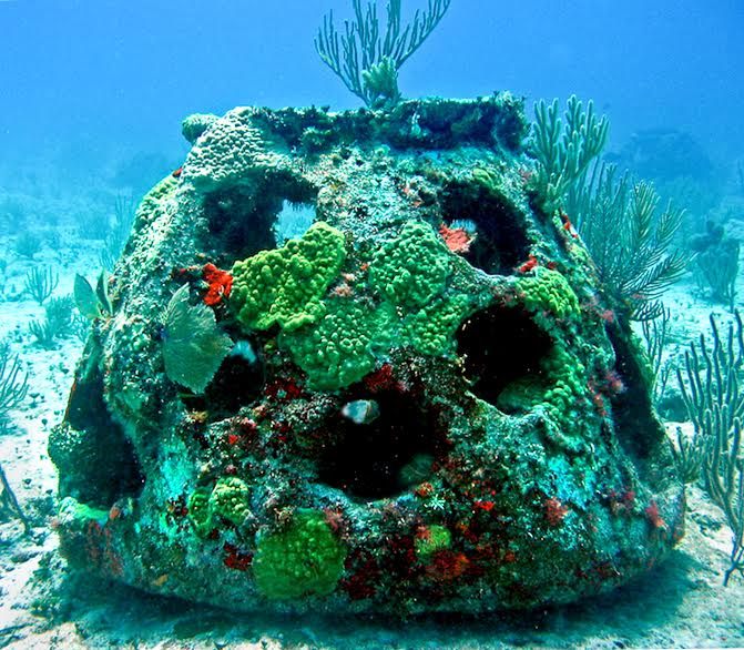 A mature reef ball in full bloom.