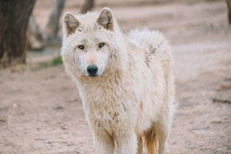 Mowgli, a wolf-dog hybrid