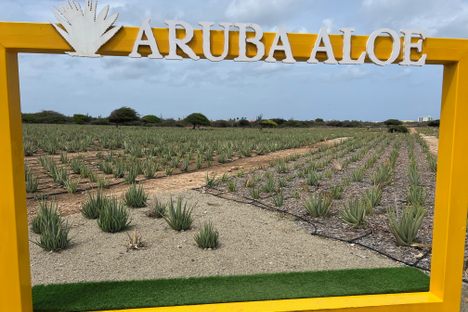 Aloe Fields next to the Museum.