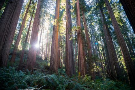 Coast redwoods in Jedediah Smith Redwoods State Park, California.