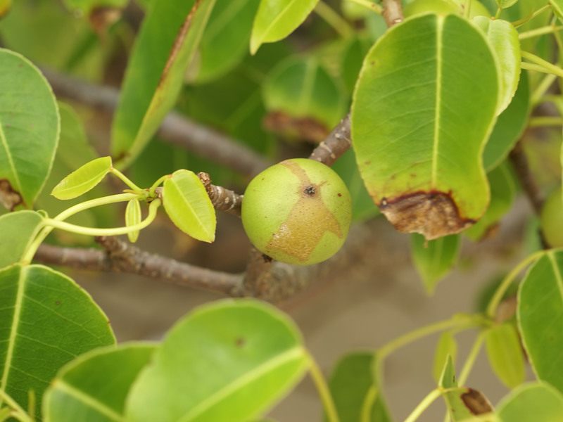 The fruit of the Manchineel tree.