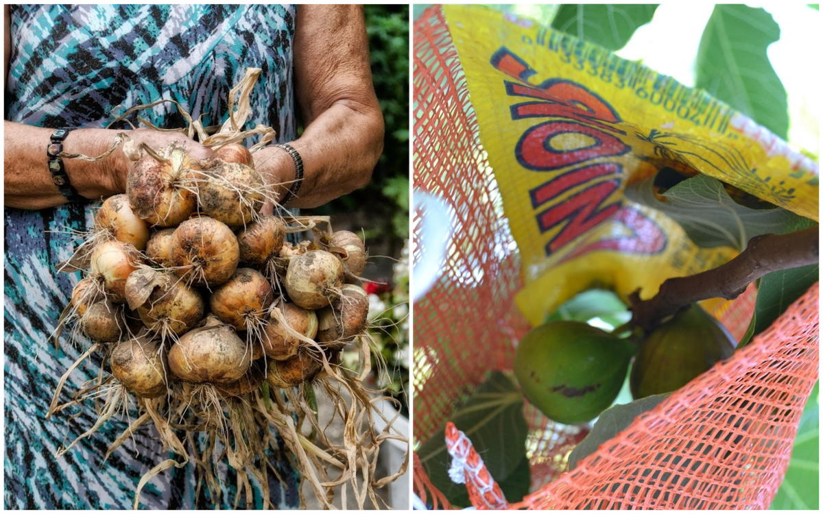 Bronx resident Teresa Tarantino braids onions and garlic to preserve them and to bring good luck (left). Nick Ranieri covers his young figs in old onion bags so the birds won't get them (right).