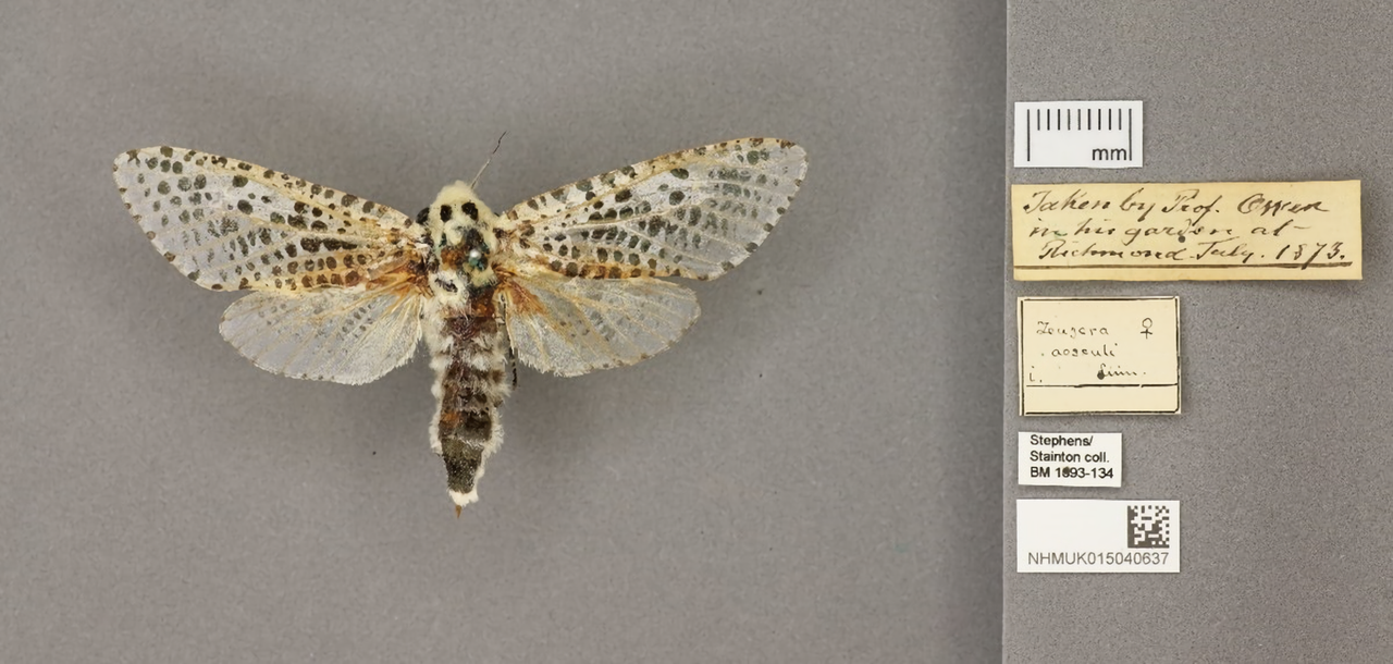 The label alongside this leopard moth surprised a digitizer at Britain's Natural History Museum. It reads, "Taken by Prof. Owen in his garden at Richmond. July 1873." Richard Owen founded the museum.
