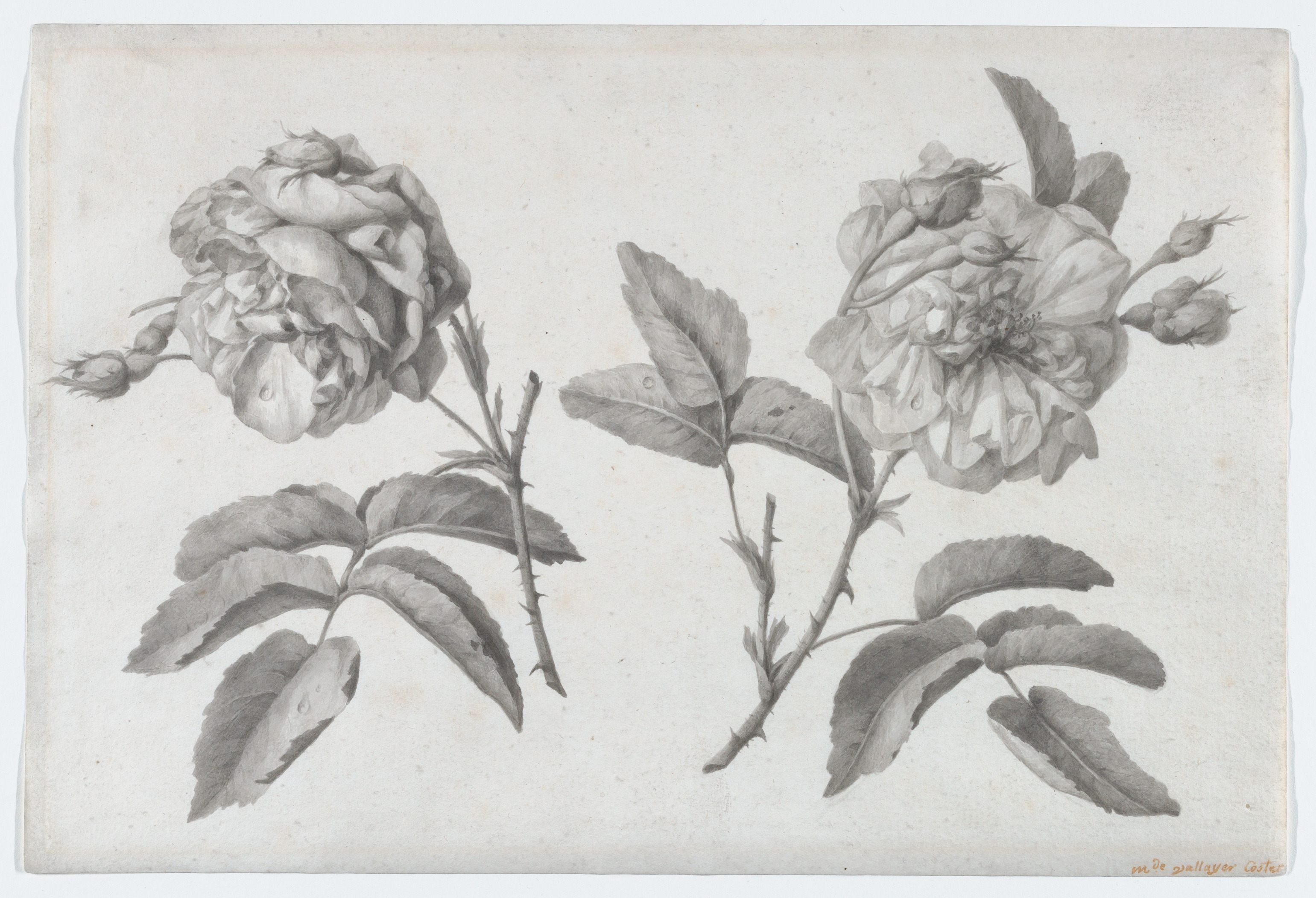 Many collectors commissioned catalogs. This drawing is by Anne Vallayer-Coster.