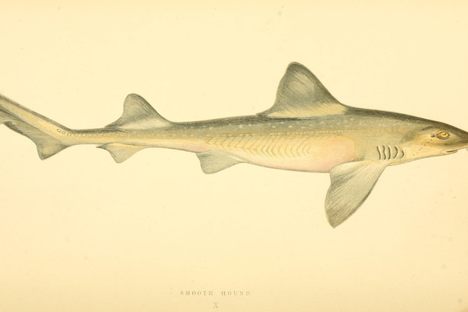A smoothhound shark. 
