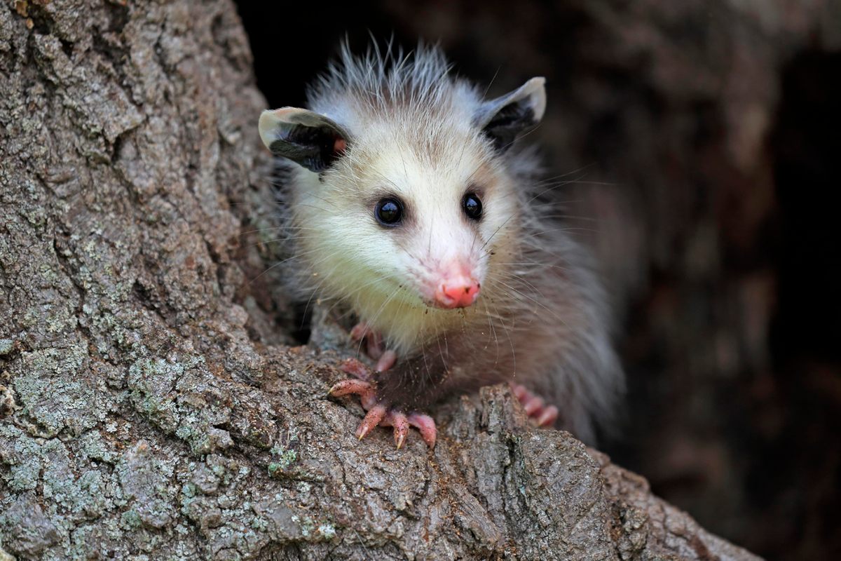 The parasite starts on land, in Virginia opossums—aka North American opossums—then moves via freshwater runoff to filter-feeding clams. When otters eat the clams they get sick.