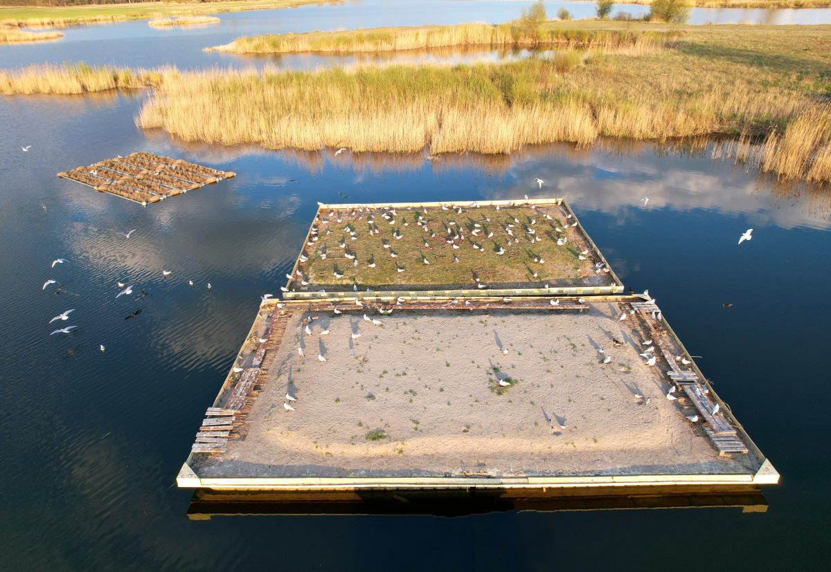 Two of the eight floating bird forts that Chara has built on the Lower Oder;  An oystercatcher guarding its eggs is visible on the right side of the nearest island.