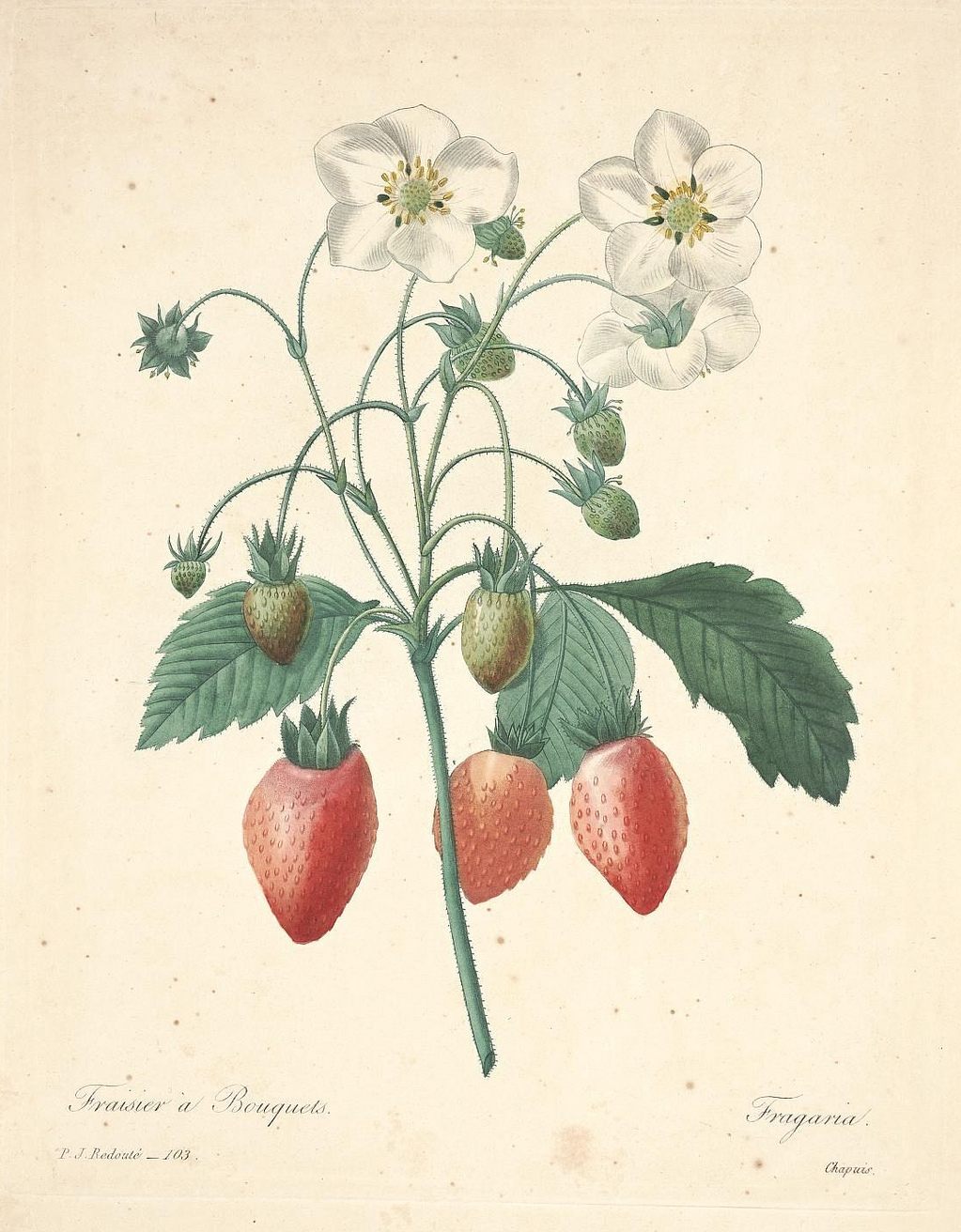 The Short Political Career of Strawberries - Scientific American Blog  Network
