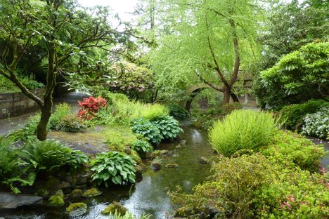 The rhododendron garden in May.