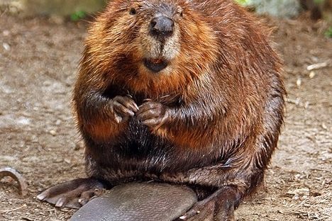 Beavers have human-like hands and tails that scientists believe can register changes in water pressure.