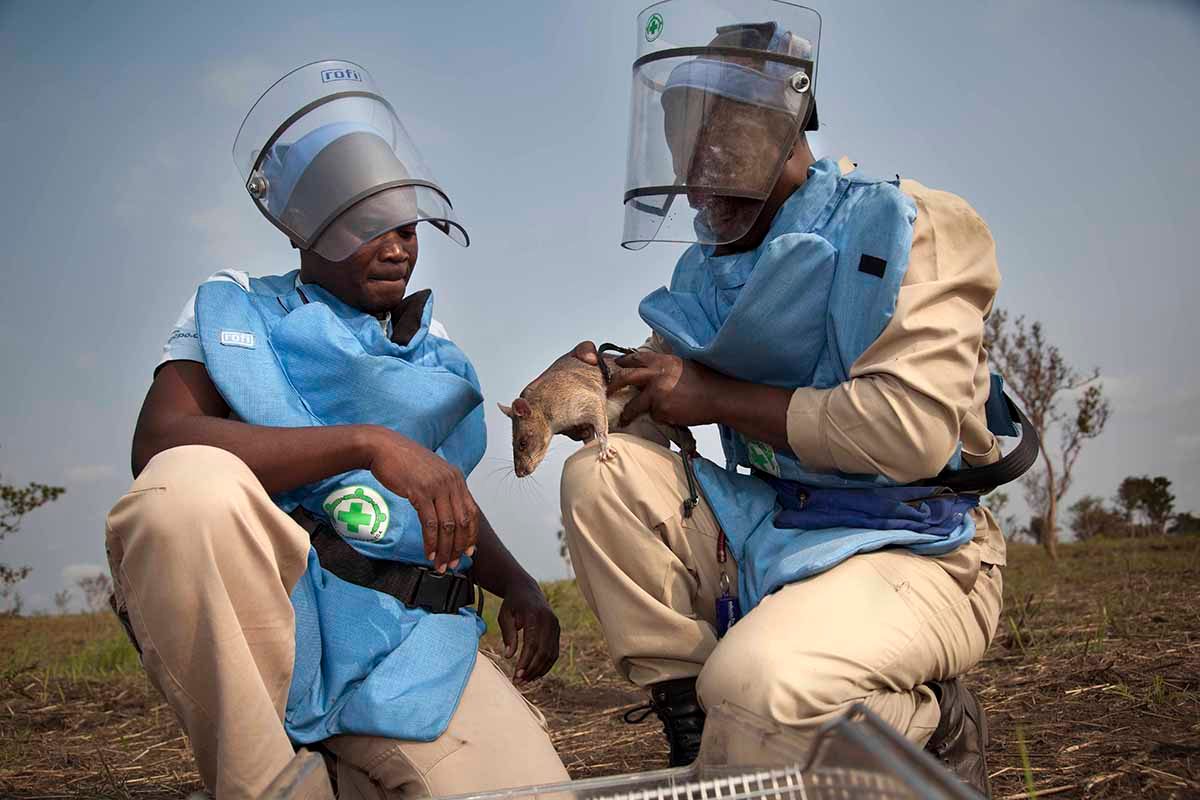 A HeroRAT in action during landmine operations.