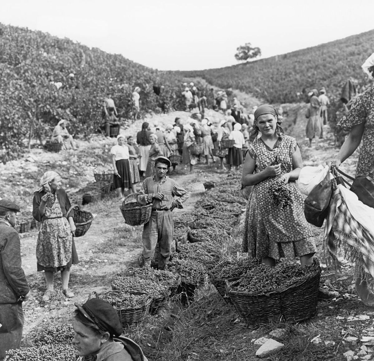 Workers in the USSR pick Champagne grapes destined for the bottle.