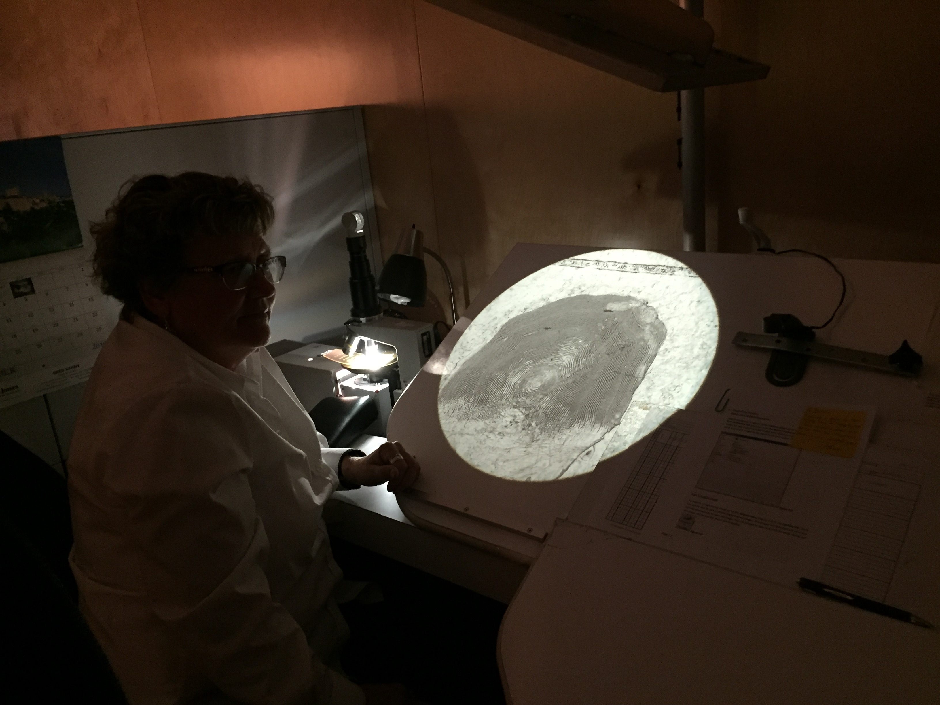 Salmon expert Darlene Gillespie analyzes the historical fish scales to determine the fishes' ages.