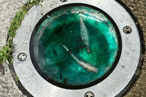 Miniature Underwater Scene Hidden in the Cobbles