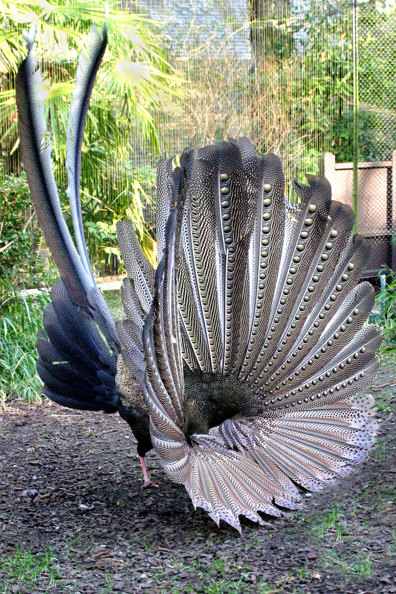 Dancing Bird #003 | chidori.co Dancing Bird #003 | chidori.co
