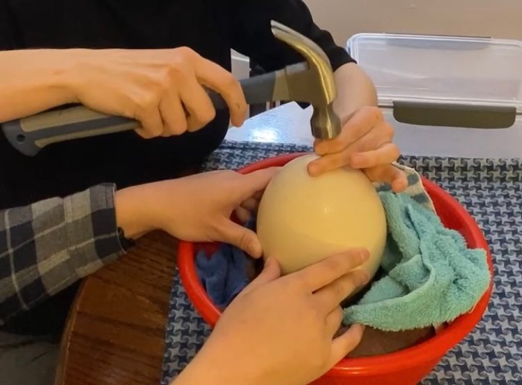 Opening an ostrich egg requires quite a bit of force. 