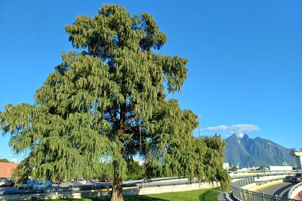 The ahuehuete and Cerro de la Silla (Saddle Hill).