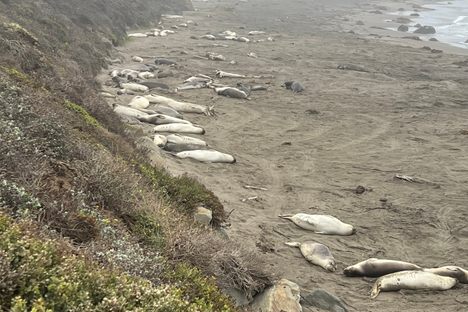 Piedras Blancas Elephant Seal Rookery