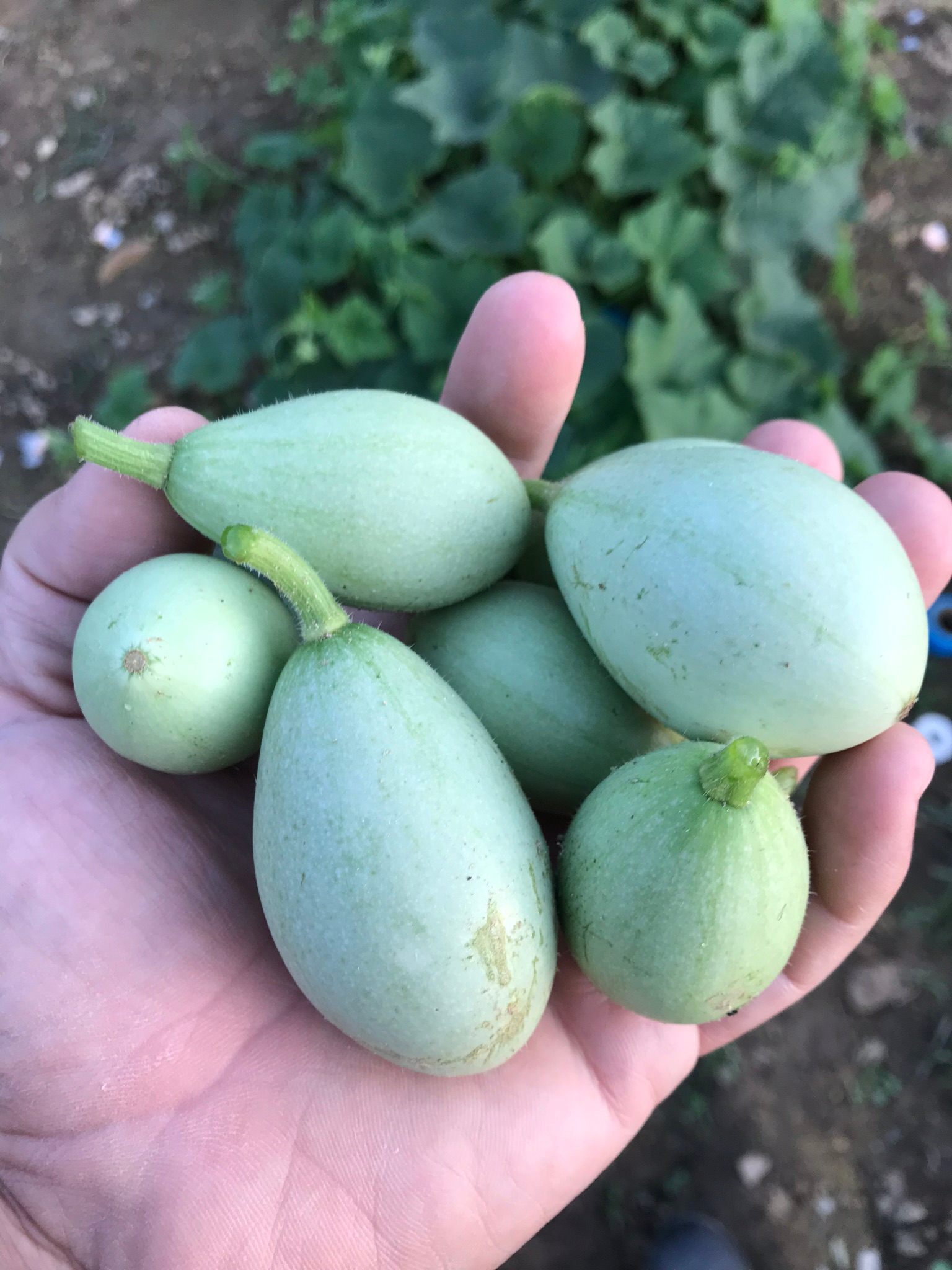 Kars yumurtasi, the "chicken egg gourd" that Öztan found in the USDA Anatolian seed collection.
