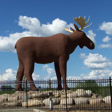 Mac the Moose