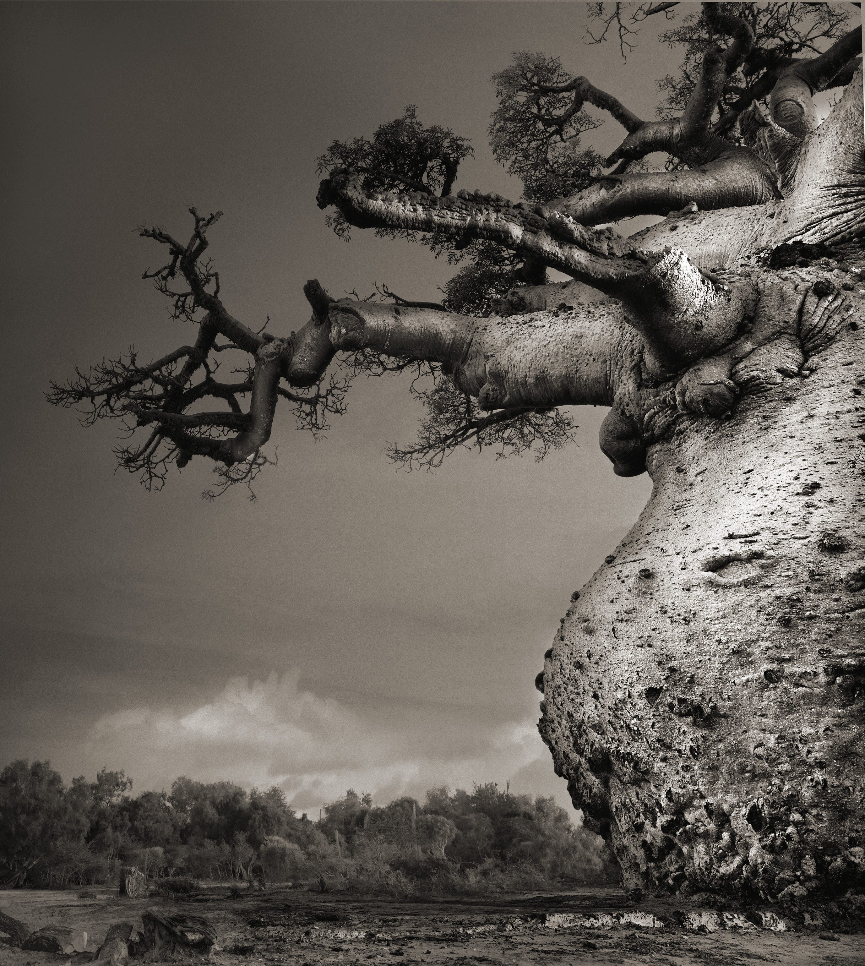 "I think about what it takes to make a successful tree portrait. The angle of light is the first thing
to consider. How can I convey the pure wildness and sense of scale before me?"