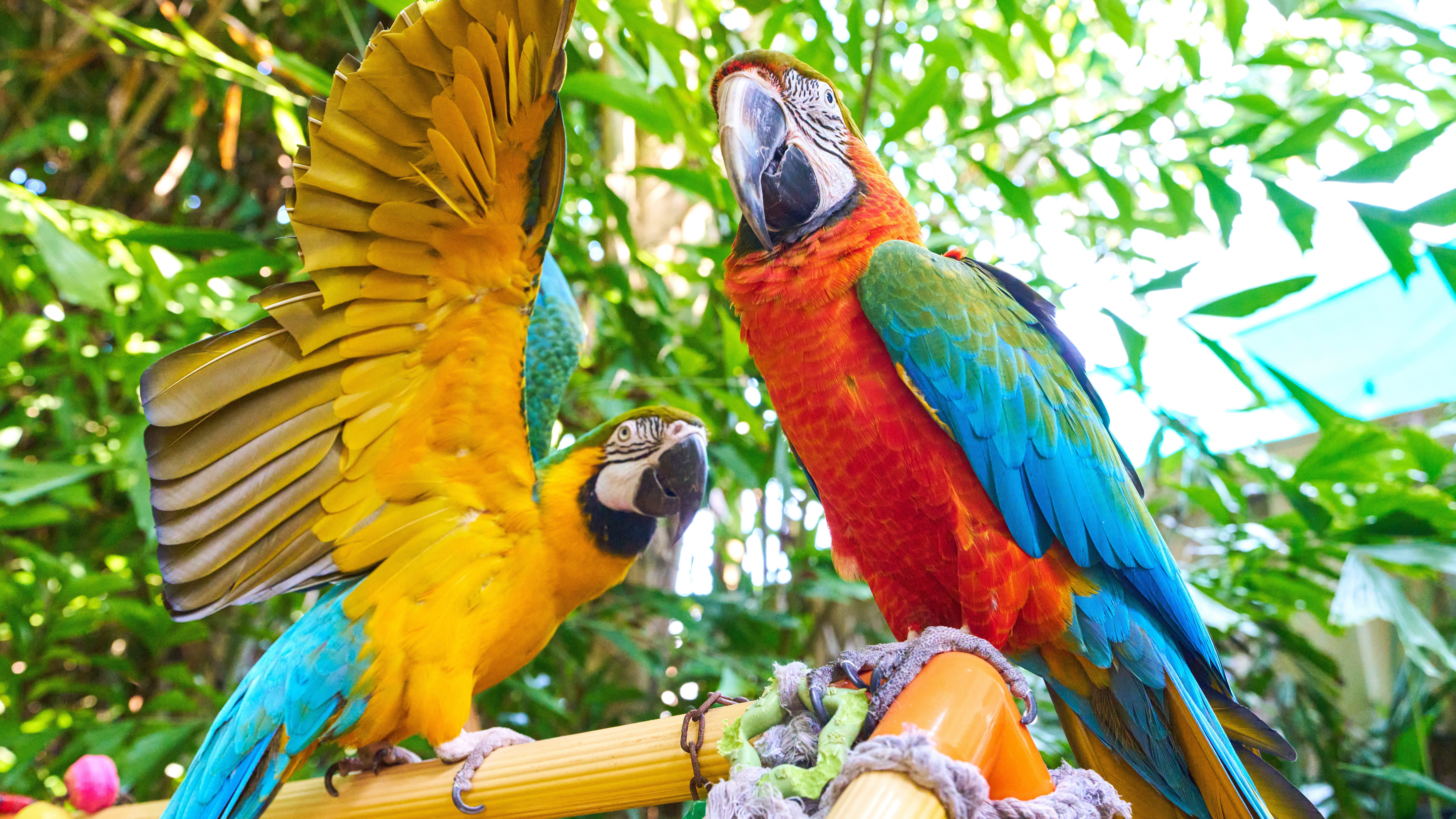 Colorful macaws are two of the rescued avian residents visitors get to meet at Nancy Forrester’s Secret Garden on Key West.  