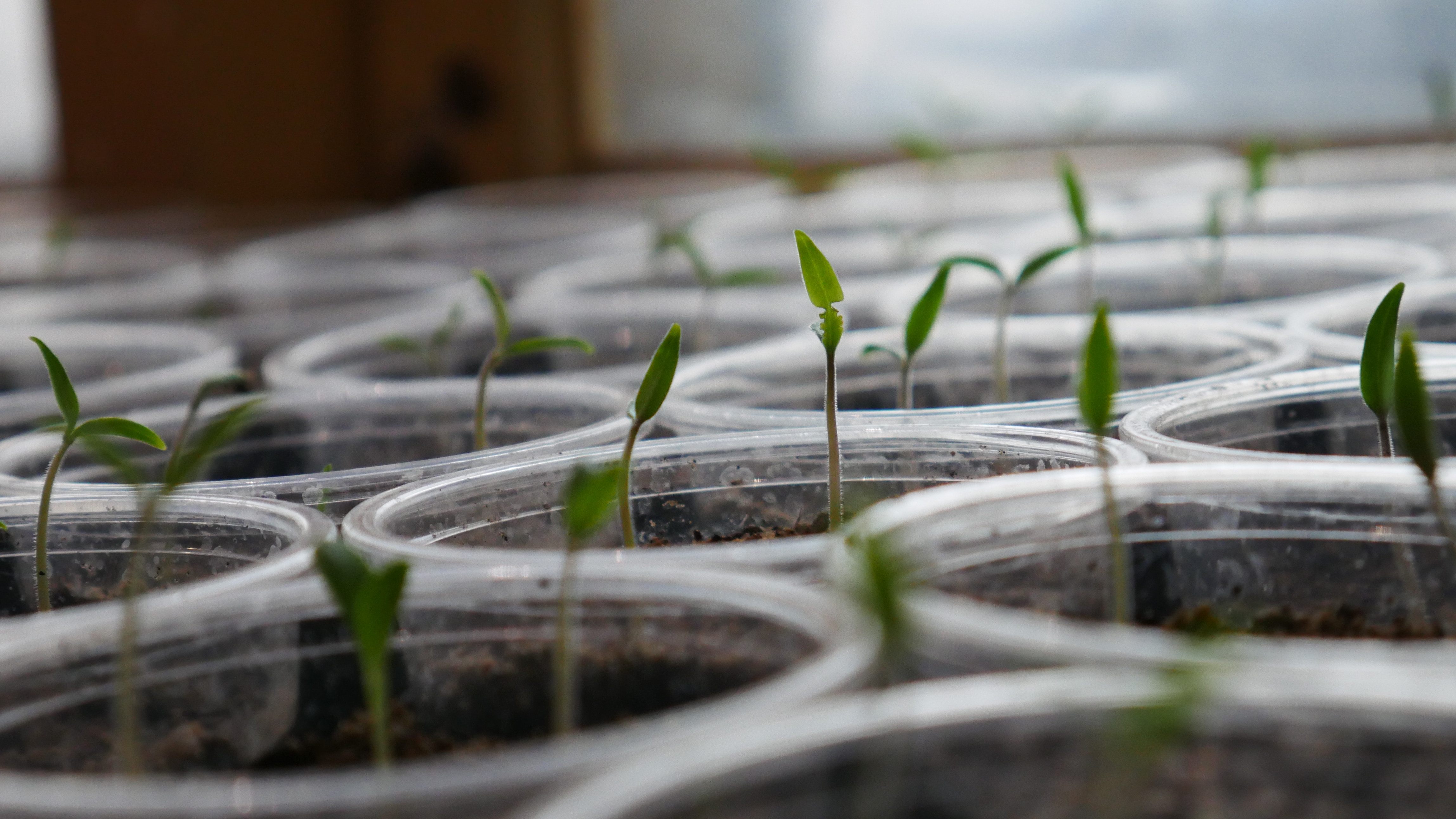 Seed libraries ensure the protection of regional diversity in sources of agricultural crops.