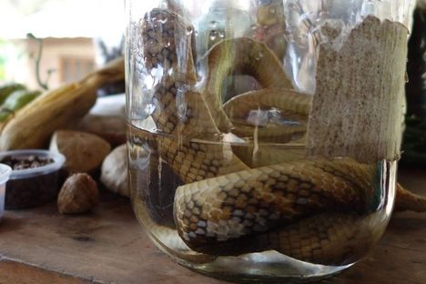 Inca Trail Snake Liquor