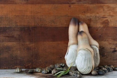 Geoduck