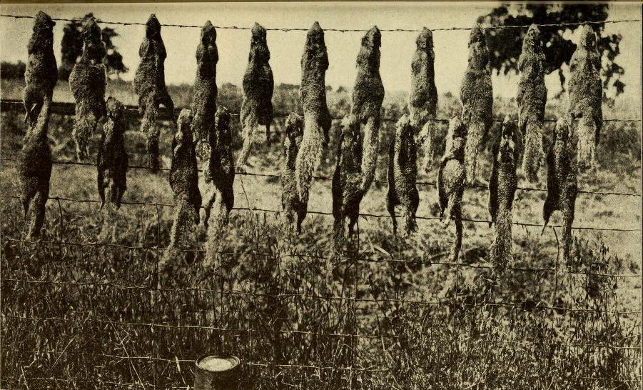 Dead squirrels from poison grain.