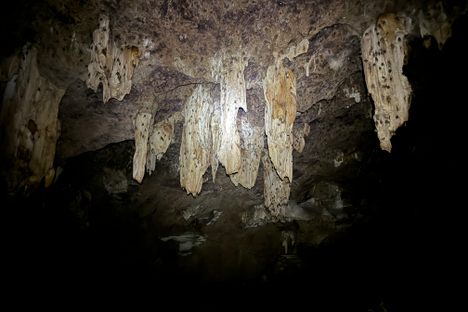 Thousands of bats