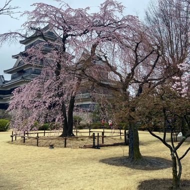 Matsumoto Castle